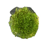 Vesicularia dubyana ‘Christmas Moss’ Tissue Culture - C3895 | Tissue Cultures | Largest Tropical Fish Selection at Your Local Fish Store