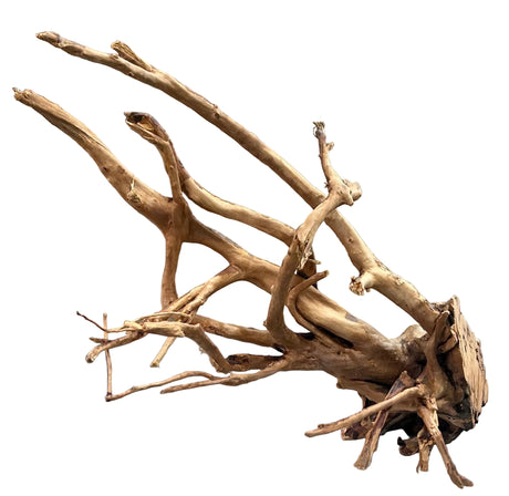 Large spiderwood 