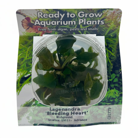 Lagenandra bleeding heart Tissue Culture - C31779 | Tissue Cultures | Largest Tropical Fish Selection at Your Local Fish Store