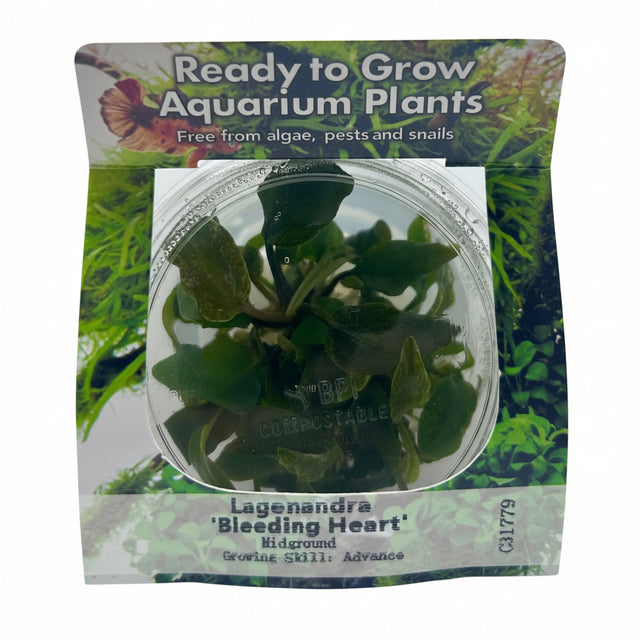 Lagenandra bleeding heart Tissue Culture - C31779 | Tissue Cultures | Largest Tropical Fish Selection at Your Local Fish Store