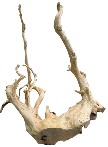 Large Piece of Spiderwood