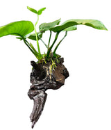  Anubias b.var.barteri 'Broad leaf' on Driftwood