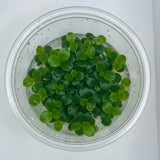 Schismatoglottis prietoi Tissue Culture - C31791 | Tissue Cultures | Largest Tropical Fish Selection at Your Local Fish Store