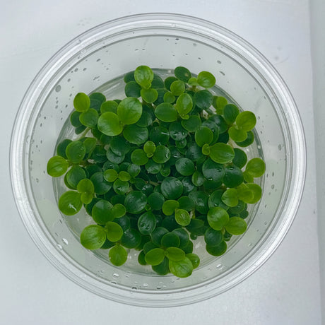 Schismatoglottis prietoi Tissue Culture - C31791 | Tissue Cultures | Largest Tropical Fish Selection at Your Local Fish Store