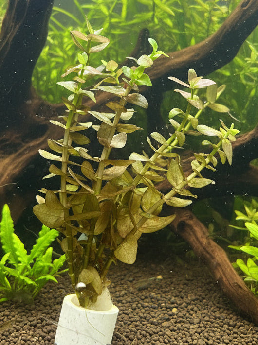 Bacopa caroliniana Variegated
