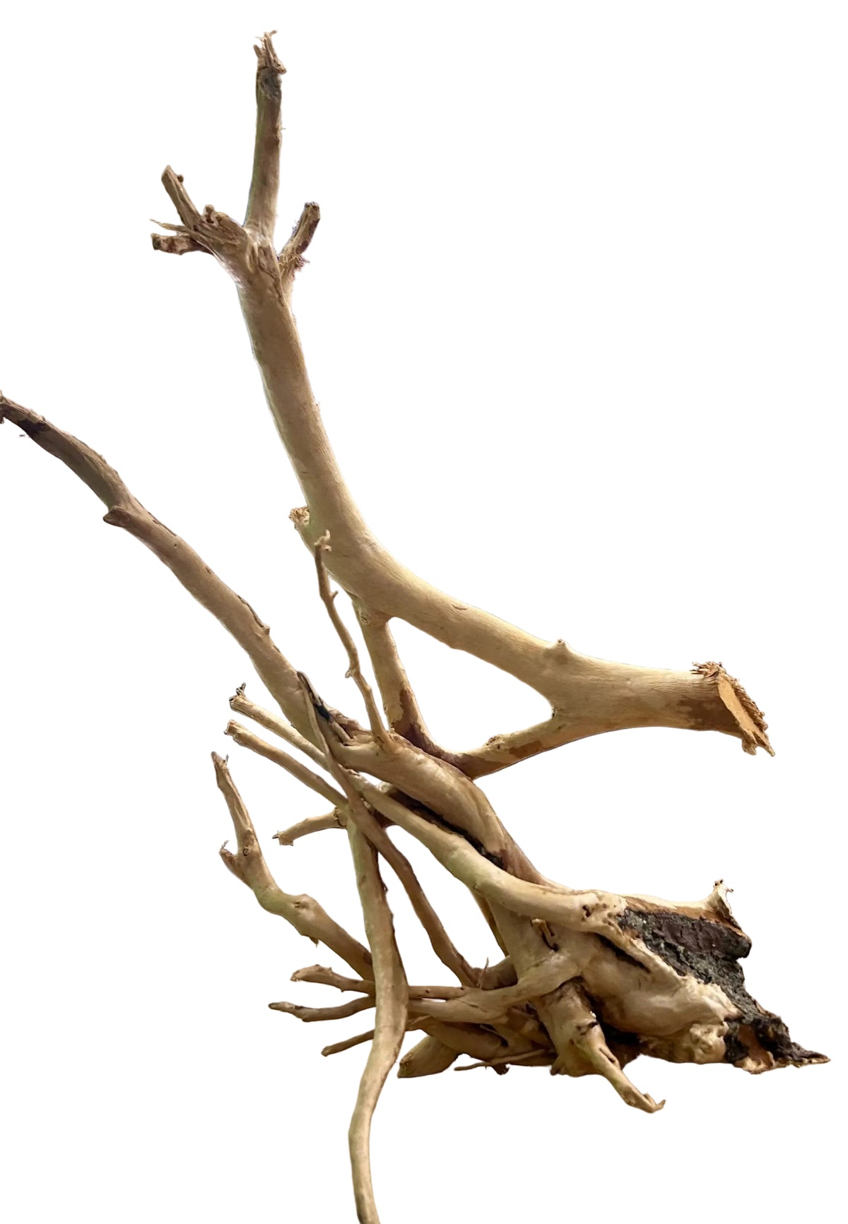 Large Piece of Spiderwood