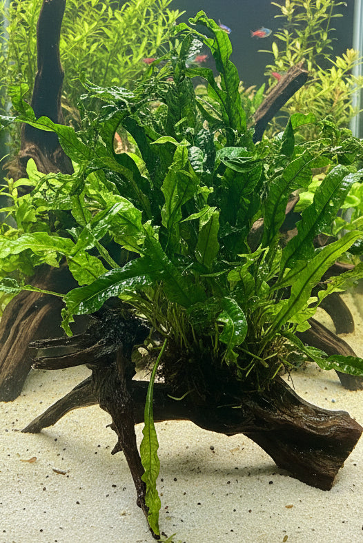 W.Y.S.I.W.Y.G. 3004 - Microsorum pteropus Windelov on Large Driftwood | Potted Plants | Largest Tropical Fish Selection at Your Local Fish Store