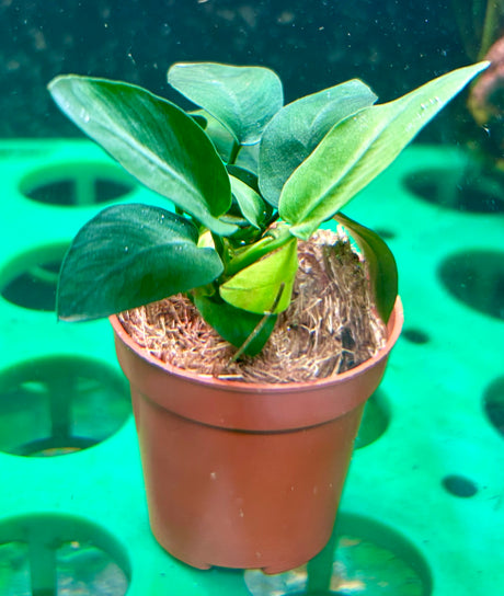 Anubias barteri var.nana 