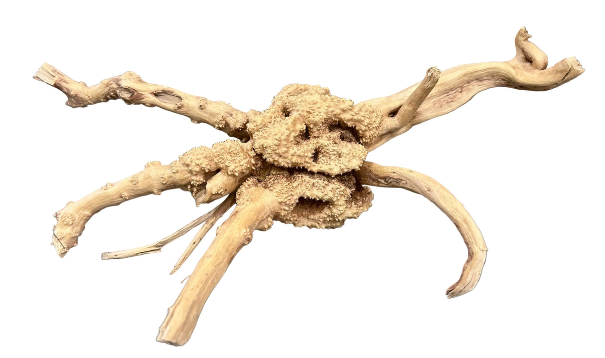 Piece of Spiderwood