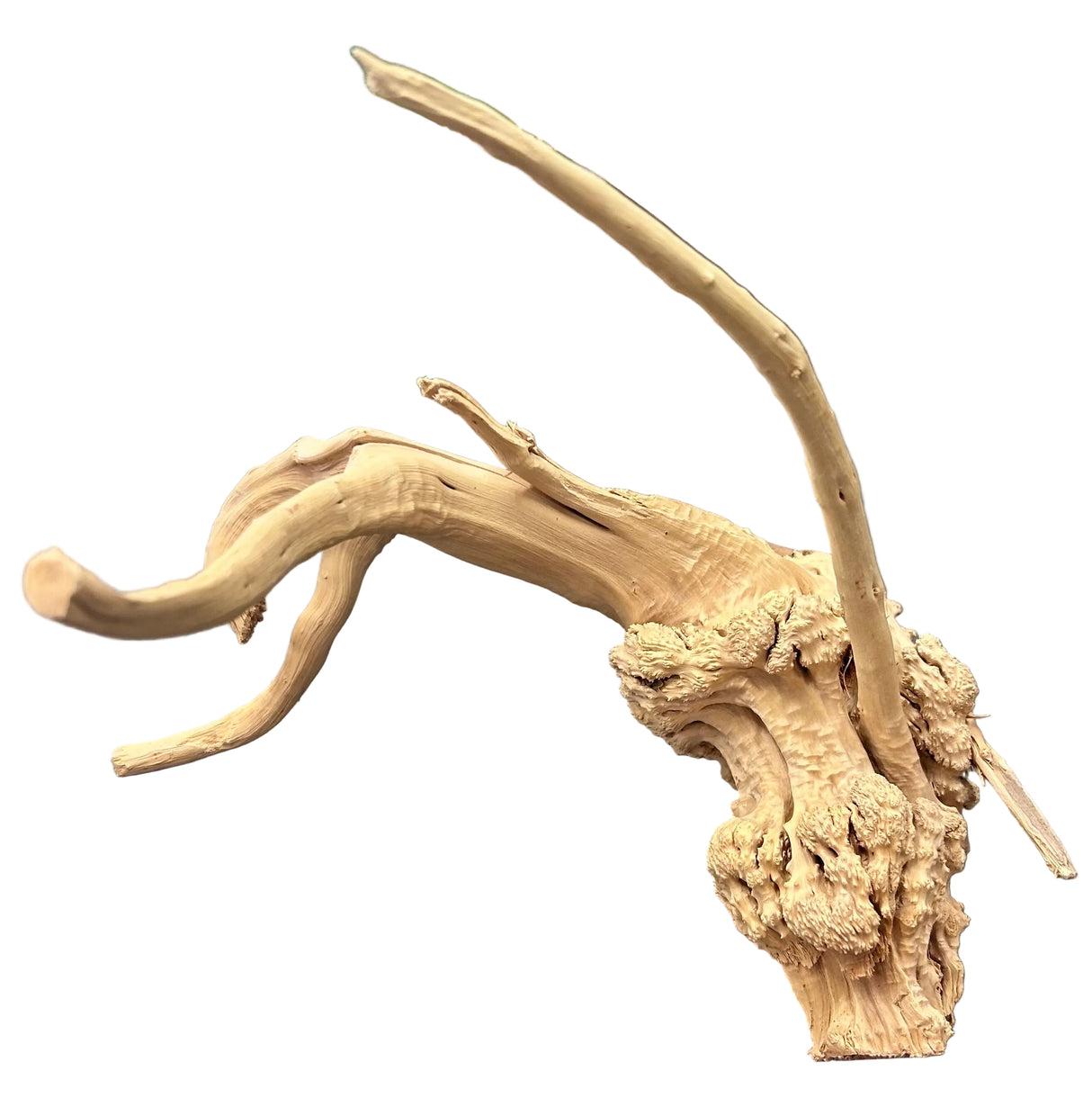 Piece of Spiderwood