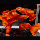 Fancy Guppy Pair Albino Full Red | Livebearers | Largest Tropical Fish Selection at Your Local Fish Store