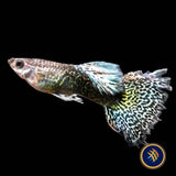Fancy Guppy Pair Green Dragon