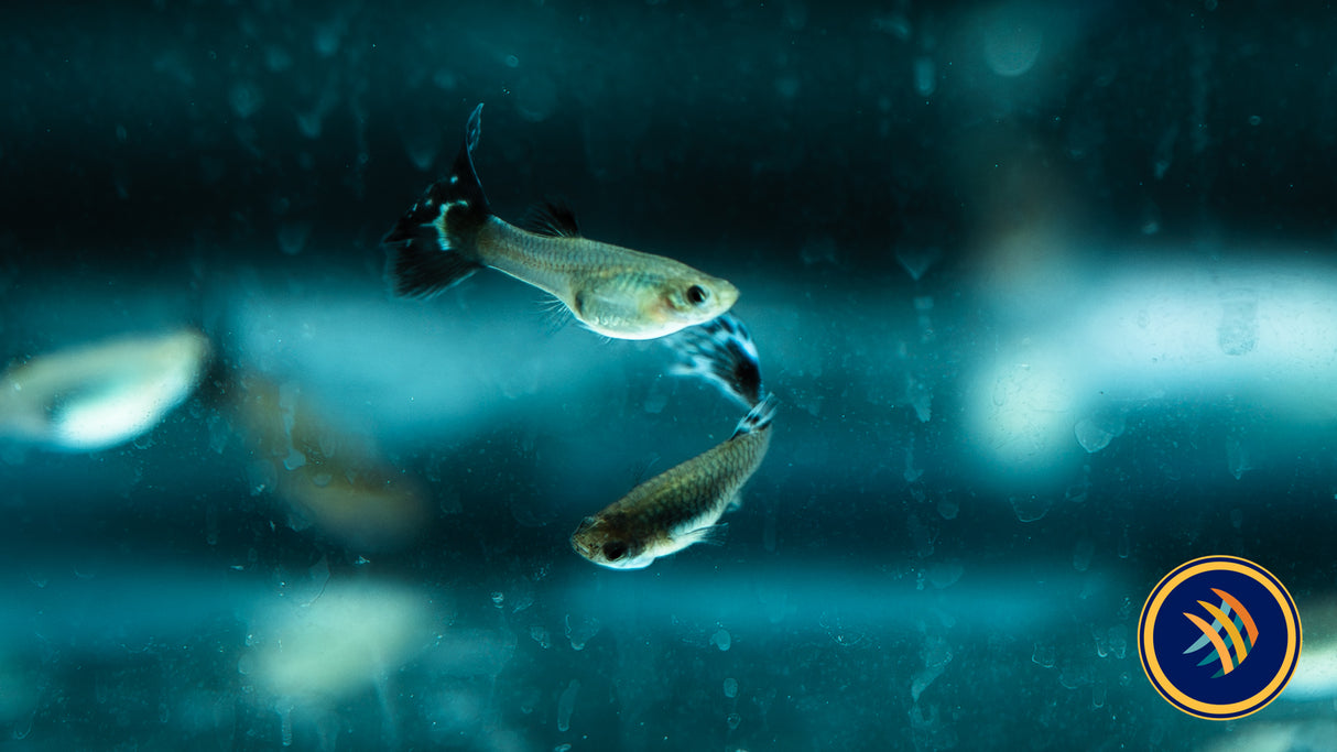 Fancy Guppy Pair Blue Elephant Ear (Poecilia reticulata)