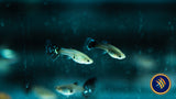Fancy Guppy Pair Blue Elephant Ear (Poecilia reticulata)