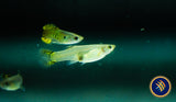 Fancy Guppy Pair Green Cobra (Poecilia reticulata)