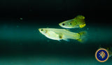 Fancy Guppy Pair Green Cobra (Poecilia reticulata)
