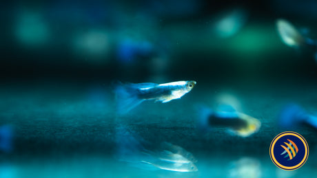 Fancy Guppy Pair Blue Neon (Poecilia reticulata)
