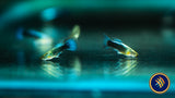 Fancy Guppy Pair Blue Neon (Poecilia reticulata)