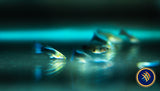 Fancy Guppy Pair Blue Neon (Poecilia reticulata)