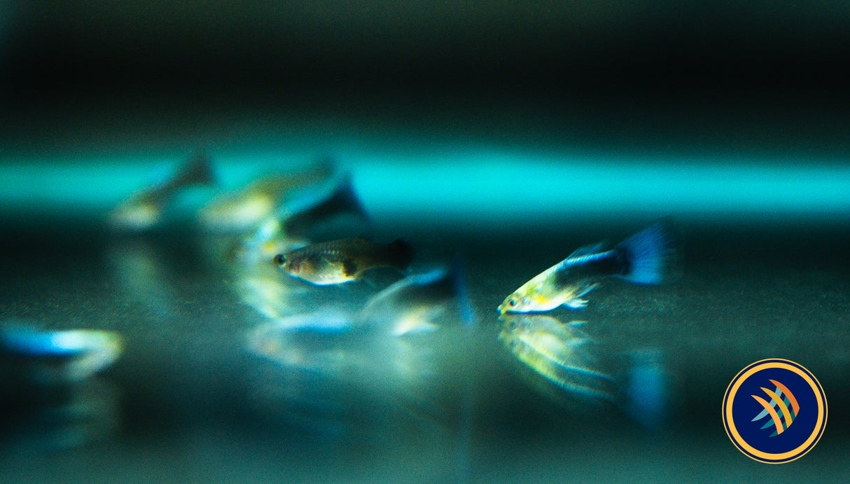 Fancy Guppy Pair Blue Neon (Poecilia reticulata)