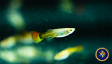 Fancy Guppy Pair Yellow Rainbow (Poecilia reticulata)