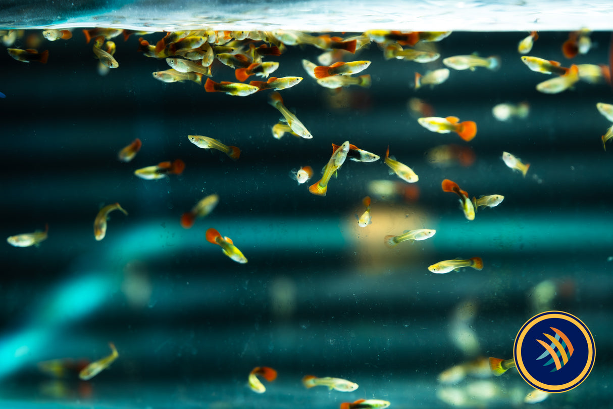 Fancy Guppy Pair Yellow Rainbow (Poecilia reticulata)