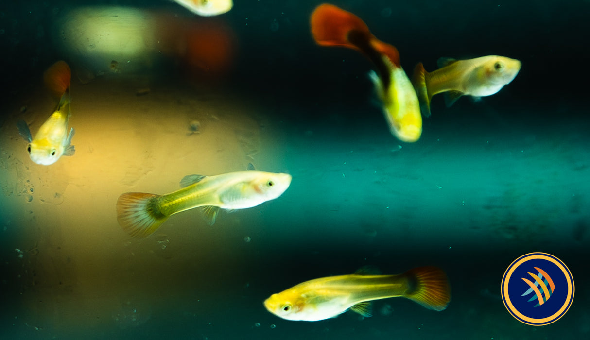 Fancy Guppy Pair Yellow Rainbow (Poecilia reticulata)