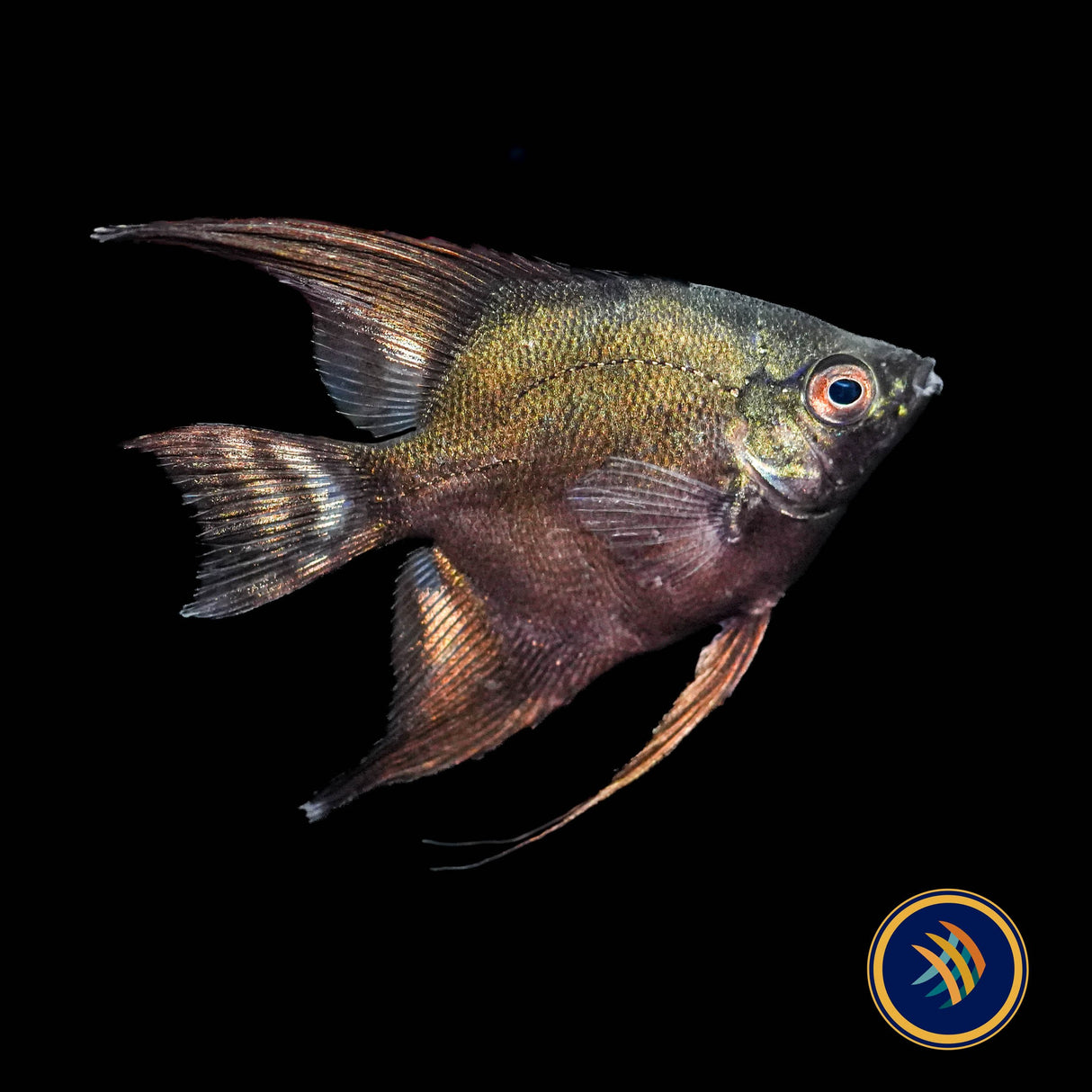 Green Black Avatar Angelfish