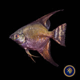 Green Black Avatar Angelfish