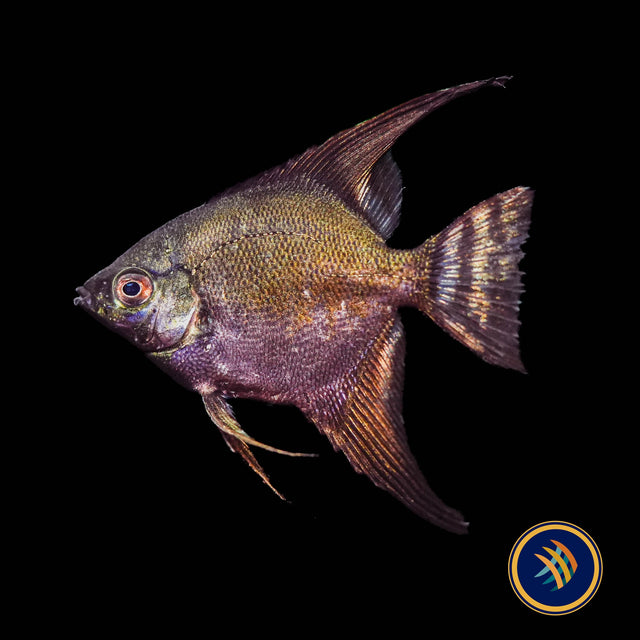 Green Black Avatar Angelfish