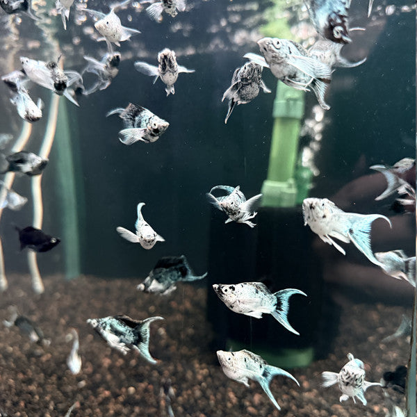 Electric Blue Lyretail Sailfin Molly 2-2.3cm