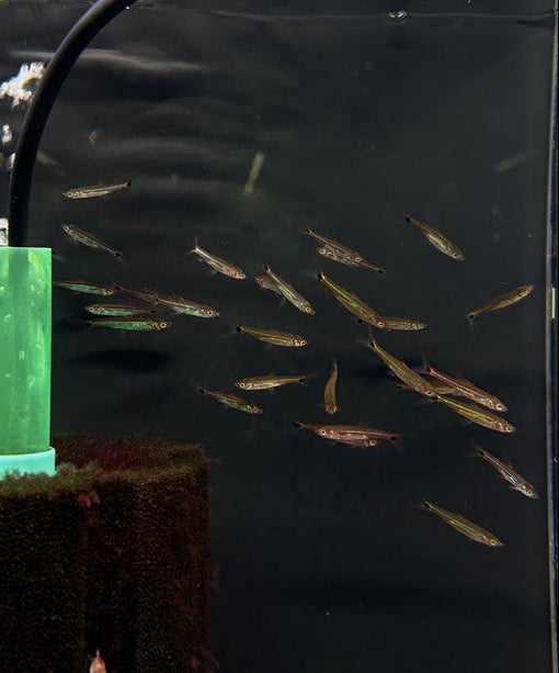 Double Orange Spot Torpedo Rasbora (Pectenocypris korthausae)