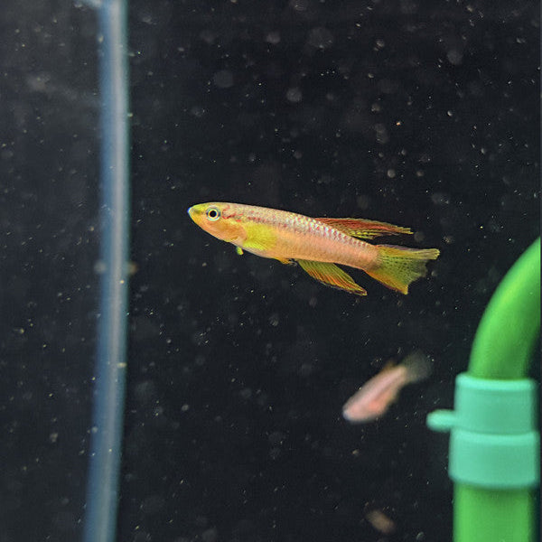 Poliak's Killifish (Aphyosemion poliaki) Pairs 3cm