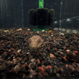 Spotted Congo Puffer (Tetraodon schoutedeni) 3cm (captive bred)