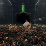 Spotted Congo Puffer (Tetraodon schoutedeni) 3cm (captive bred)