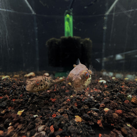 Spotted Congo Puffer (Tetraodon schoutedeni) 3cm (captive bred)