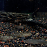 Red-Spotted Goby (Rhinogobius maculafasciatus) 5-8cm