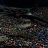 Red-Spotted Goby (Rhinogobius maculafasciatus) 5-8cm