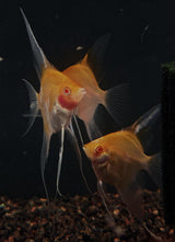 Albino Red Devil Angelfish (Pterophyllum scalare) 3-4 cm (locally bred) | Cichlids Badis & Gouramis | Largest Tropical Fish Selection at Your Local Fish Store