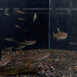 Red Spotted Splashing Tetra (Pyrrhulina obermulleri) Large Aquarium Glaser