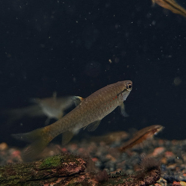 Red Spotted Splashing Tetra (Pyrrhulina obermulleri) Large Aquarium Glaser