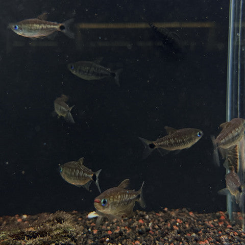 Moenkhausia cosmops Large/XL Aquarium Glaser