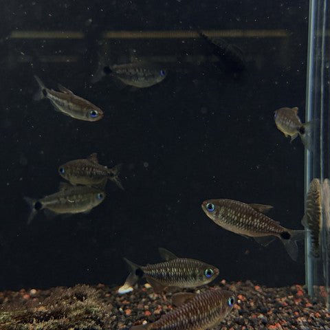 Moenkhausia cosmops Large/XL Aquarium Glaser