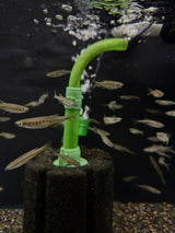 Lake Inle Danio (Inlecypris auropurpurea)