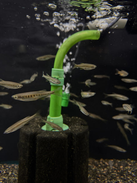 Lake Inle Danio (Inlecypris auropurpurea)