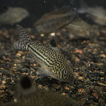Corydoras Julii Wild Caught (Leopard) 3cm