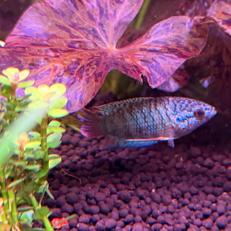 Snakeskin Paradise Fish (Macropodus opercularis) 1