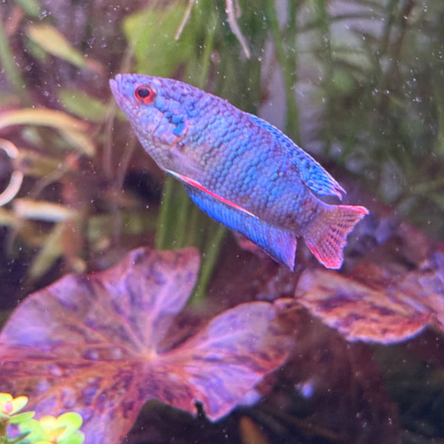 Snakeskin Paradise Fish (Macropodus opercularis)