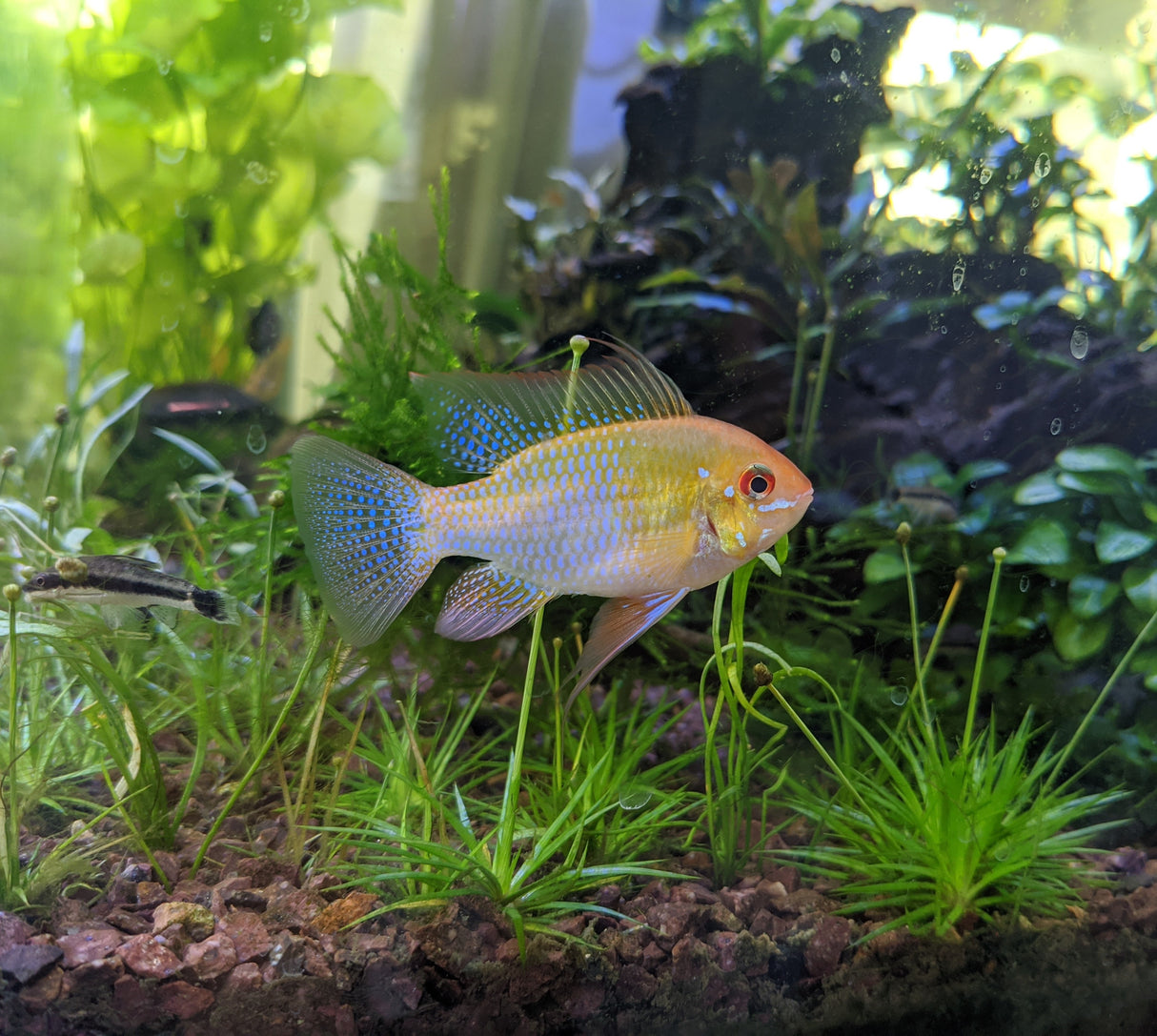 Gold Ram (Mikrogeophagus ramirezi) 5cm Cichlids Badis & Gouramis Gold Ram (Mikrogeophagus ramirezi) 5cm