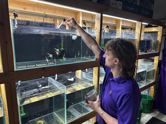 About Us – Your Local Fish Store